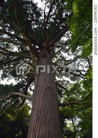 Oosaki of Ryosuke Oosaki of Ryosuke 18994165