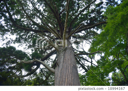 Oosaki of Ryosuke Oosaki of Ryosuke 18994167