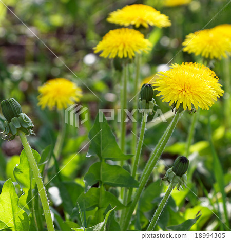 Dandelion flowers in the rays of the sunset Dandelion flowers in the rays of the sunset 18994305