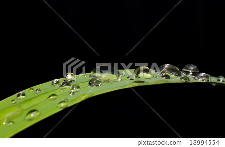 Drop water on leaf Drop water on leaf 18994554