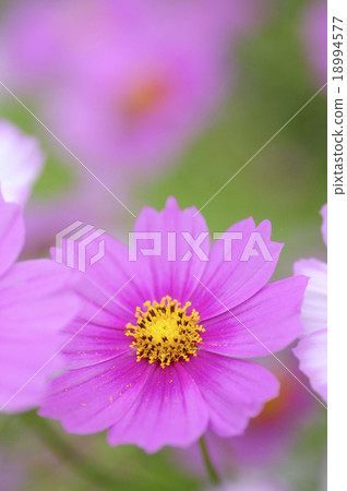Cosmos 18994577