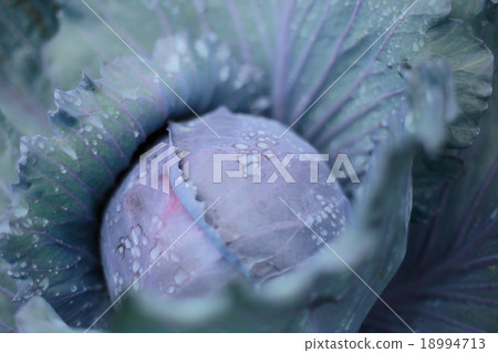 cabbage  18994713