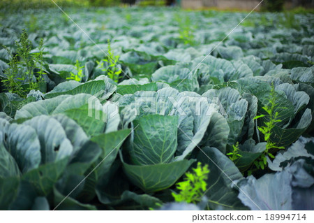 cabbage cabbage 18994714