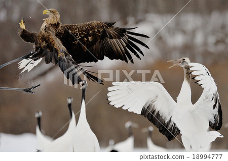 White-tailed eagle kicked 18994777