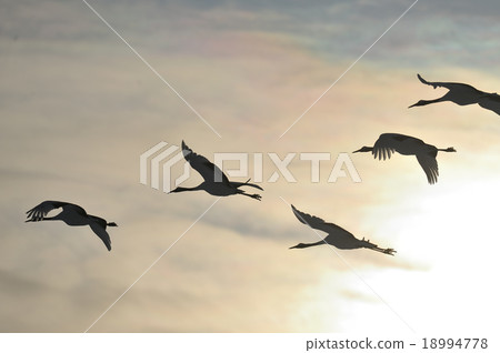 Sunset and cranes 18994778