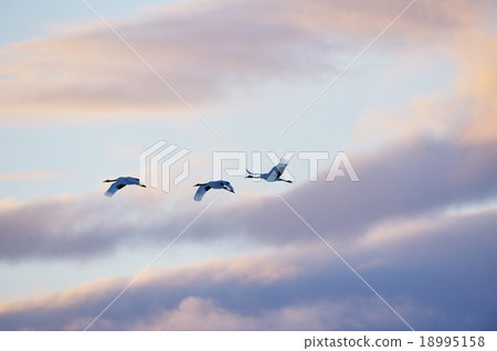 Sunset sky and crane Sunset sky and crane 18995158