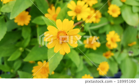 Beautiful Dahlberg Daisy flowers in the Garden 18995160