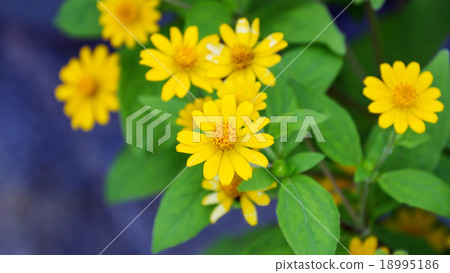 Beautiful Dahlberg Daisy flowers in the Garden 18995186