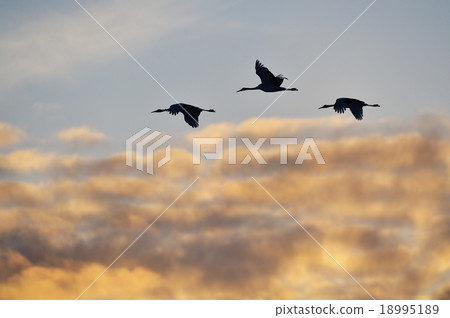 Sunset and cranes Sunset and cranes 18995189