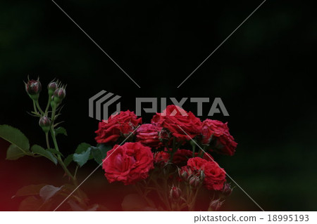 Nordia (rose). Nordia, Rose Nordia (rose). Nordia, Rose 18995193