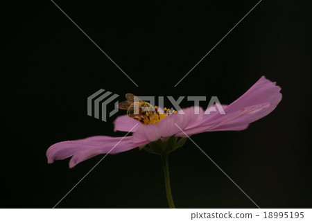 Cosmos (sensation) and Honeybee Part 1. cosmos flower Cosmos (sensation) and Honeybee Part 1. cosmos flower 18995195