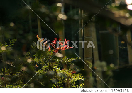 南部的天空和竹林。天上的竹子 18995198