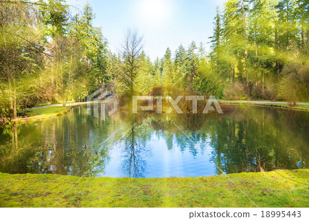 Lake in the green park 18995443