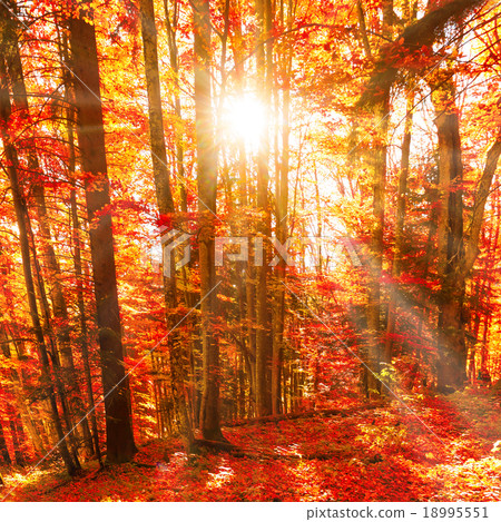 Red trees in the autumn forest 18995551