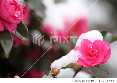 茶花 18995737