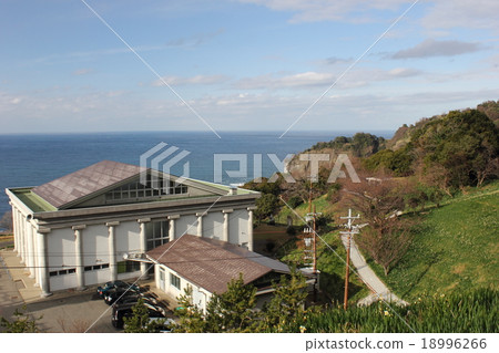 Echizen Cape Narcissus Land (Echizen Town, Niu-gun, Fukui Prefecture) 18996266