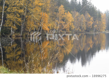 Autumn Birches on the Shore of Lake 18996275