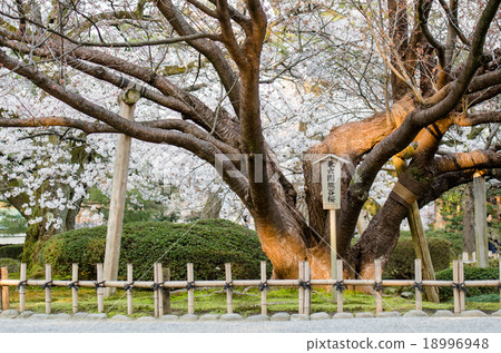 Giant Japanese Sakura tree at Kenrokuen garden Giant Japanese Sakura tree at Kenrokuen garden 18996948
