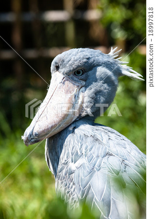 Shoebill, Abu Markub (Balaeniceps rex) Shoebill, Abu Markub (Balaeniceps rex) 18997818