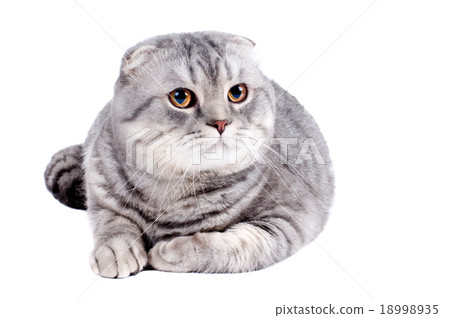 cat cat 18998935