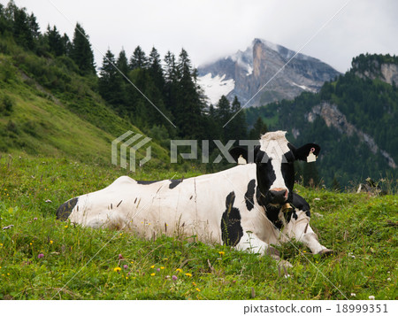 Cow on pasture in mountain 18999351