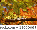 秋天 19000865