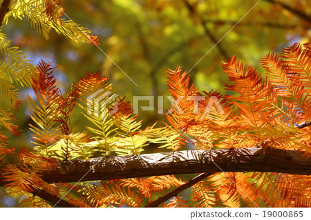 秋天 秋天 19000865