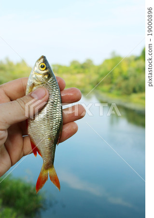 rudd caught in the fishing 19000896