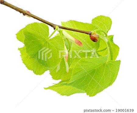 Linden branch with leaflets and bud 19001639