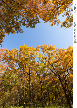 秋葉Nasu高速公路 19002047