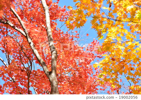 Yellow and red maple Yellow and red maple 19002056