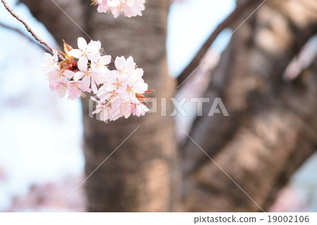 Cherry blossoms (close to branches) 19002106