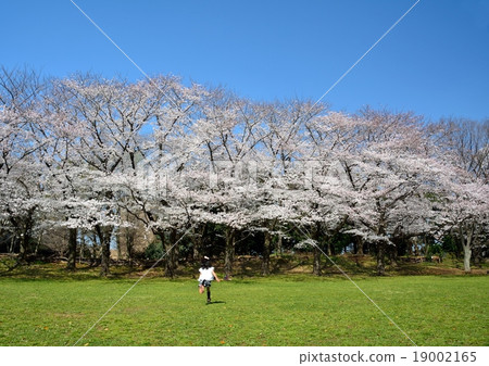 Square with cherry blossoms - a running girl 19002165