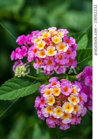 pink lantana flower pink lantana flower 19002232