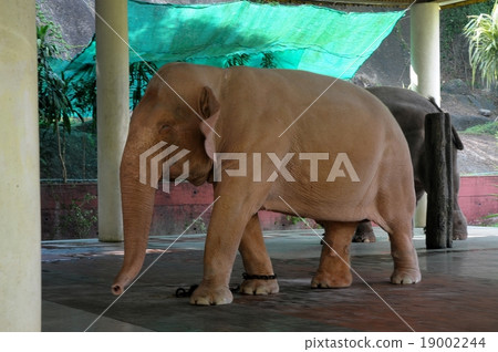 white elephant 19002244