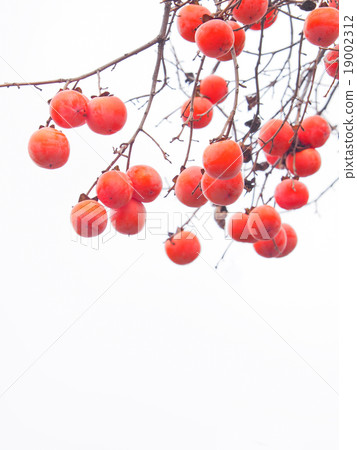 剩下的柿子 剩下的柿子 19002312