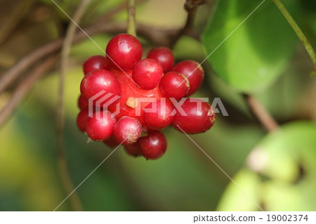 它被用作天然植物火雞,草藥。它看起來很美味但似乎不吃生吃 它被用作天然植物火雞,草藥。它看起來很美味但似乎不吃生吃 19002374