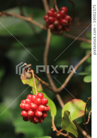 天然植物火雞,它生長在一個熟悉的地方令人驚訝,但它似乎沒有註意到,直到水果出來 天然植物火雞,它生長在一個熟悉的地方令人驚訝,但它似乎沒有註意到,直到水果出來 19002375