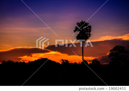 Silhouette sugar palm trees at twilight time 19002431