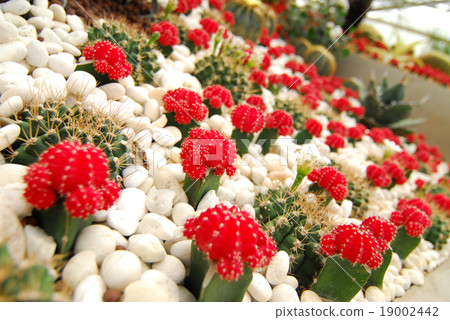 colorful cactus, close up image of rows of cute colorful cactus, close up image of rows of cute 19002442