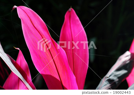 The colorful autumn leafs with spider web outdoor The colorful autumn leafs with spider web outdoor 19002443