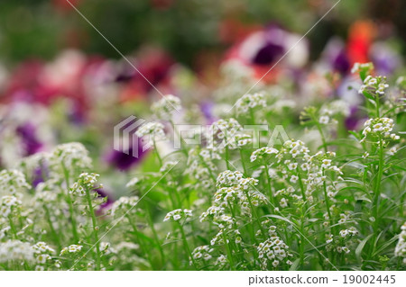 Flower in The ROYAL FLORA RATCHAPHRUEK 19002445