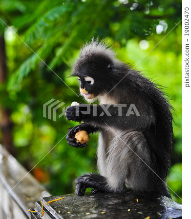 Dusky leaf monkey at Khao Lom Muag Dusky leaf monkey at Khao Lom Muag 19002470
