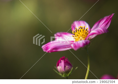 Cosmos 19002504