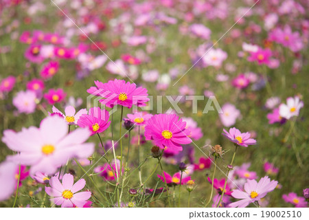 Cosmos Cosmos 19002510