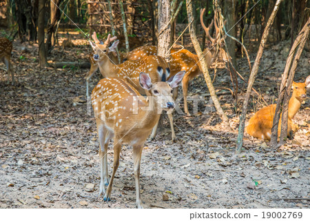 Deer in the zoo. 19002769