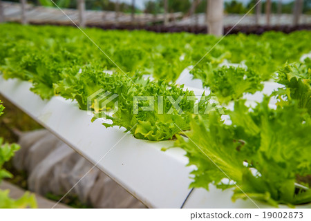 Organic vegetables 19002873