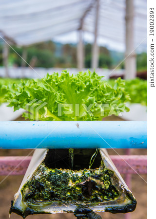 Organic vegetables 19002893