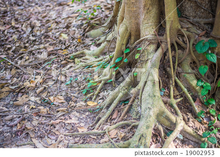 Roots Roots 19002953