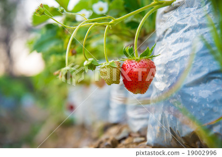 strawberry strawberry 19002996